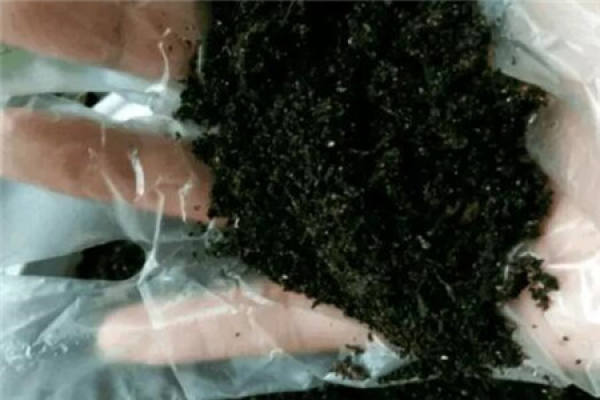 Hylocereus undatus peel flower fertilizer