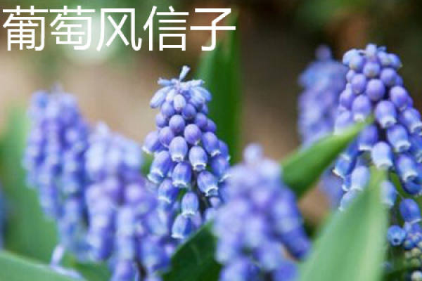 Grape hyacinth
