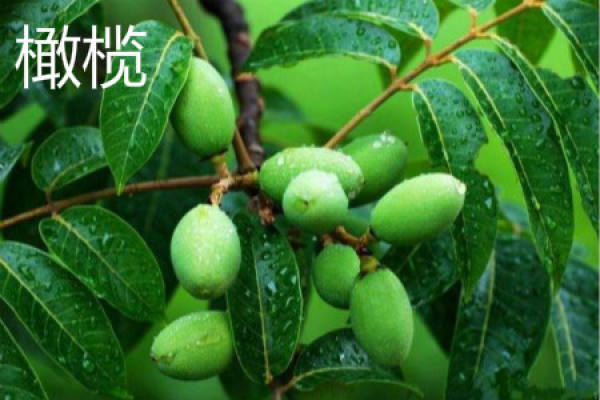 Chinese olive