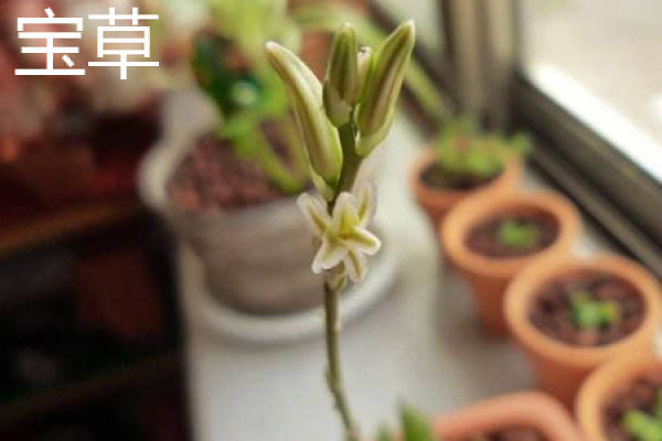 baocao plant