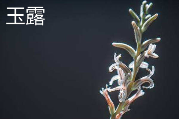 Yu Lu Hua Hua