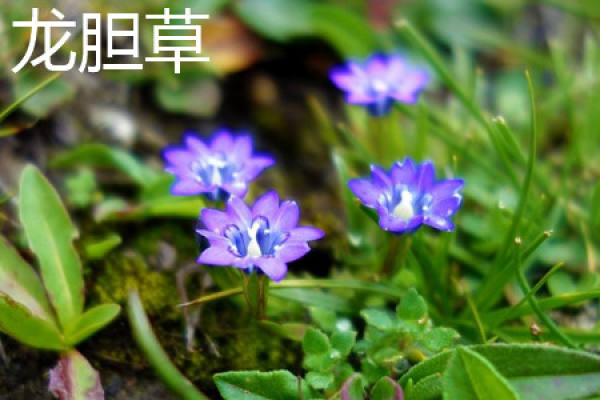 Radix Gentianae