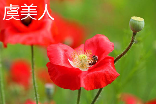 Papaver rhoeas