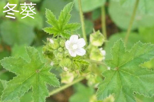 anemone plant