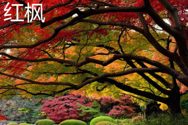 red maple