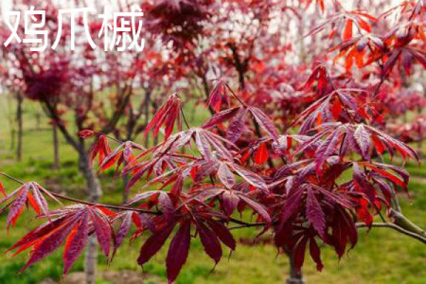 red maple