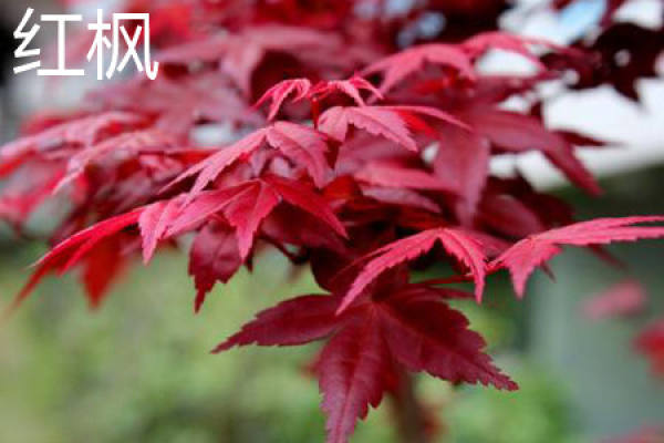 red maple