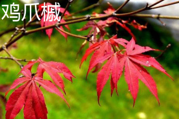 Acer palmatum