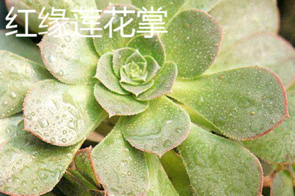 guanyinlian plant