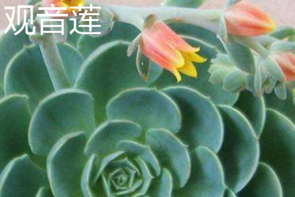 guanyinlian plant