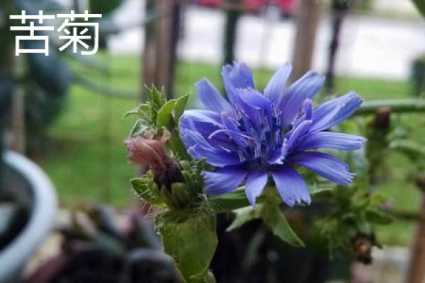 Bitter chrysanthemum blossom