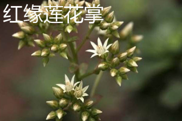 Red-margined lotus palm flower