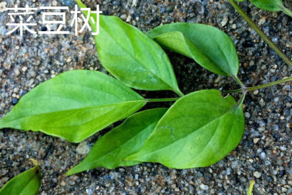Hainan bean tree trunk