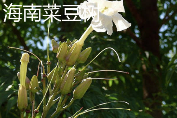 Hainan bean tree trunk
