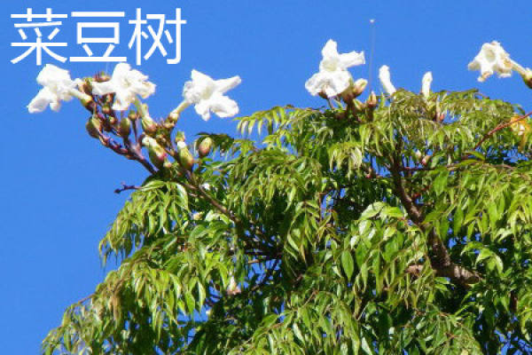 Phaseolus flowers