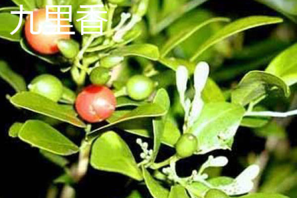 Murraya paniculata