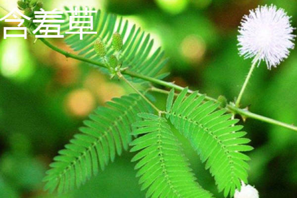 Acacia plant