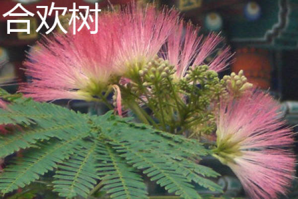Acacia plant