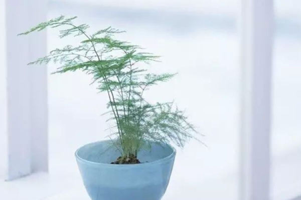 Asparagus