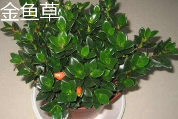 goldfish stem