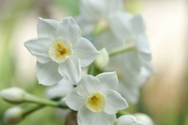 South American Narcissus