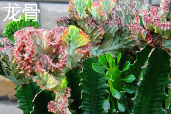 Tianchi plant