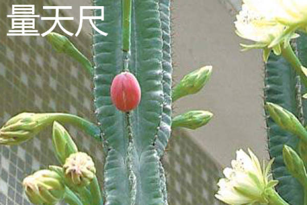 Tianchi plant
