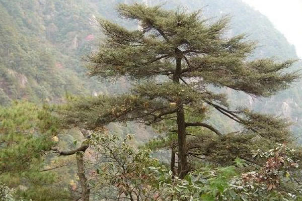 hemlock