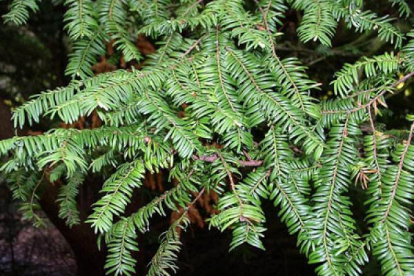 Hemlock