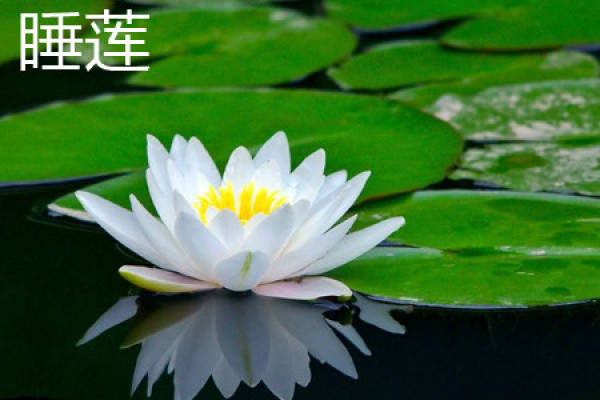 Water Lily