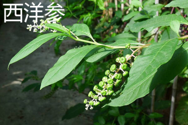 ginseng leaves