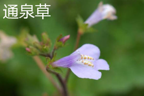 tongquancao plant