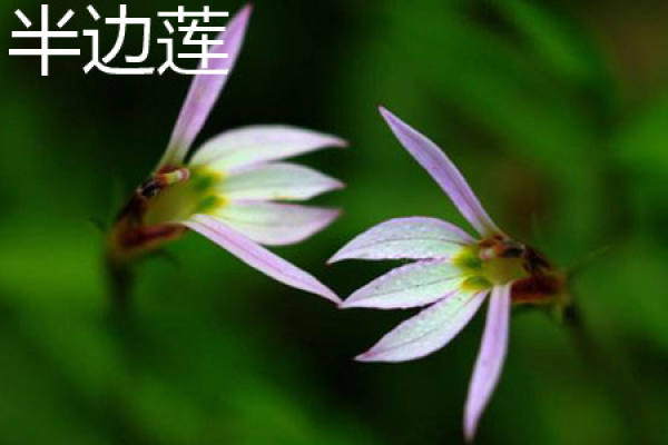 Lobelia flower