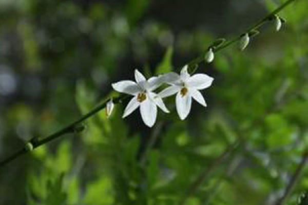 southwest Chlorophytum