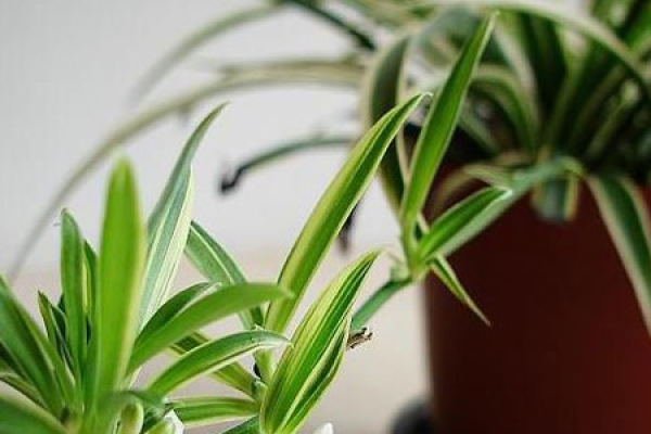 Chlorophytum forrestii