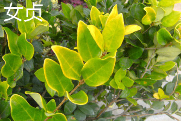 camphor trunk