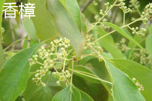 camphor trunk