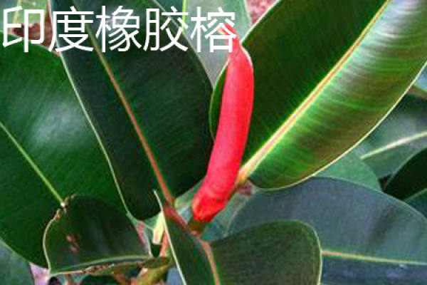Rubber Ficus microcarpa leaf