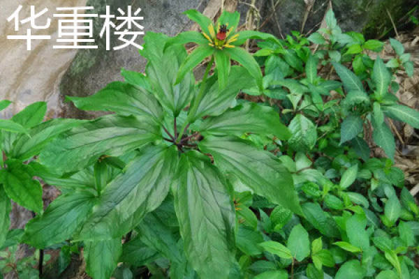 stem of Yunnan Chonglou