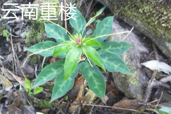 stem of Yunnan Chonglou