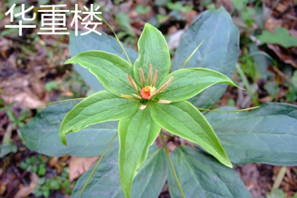Paris polyphylla var. chinensis