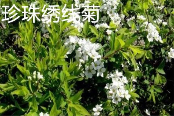 plum leaf Spiraea plant