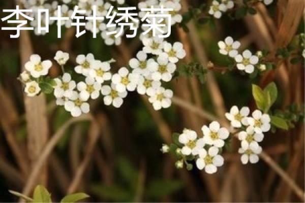 plum leaf Spiraea plant