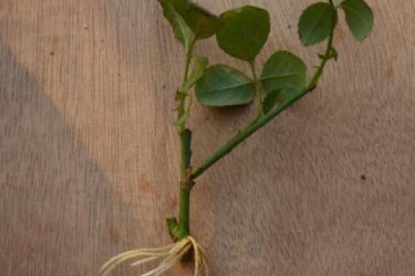 rose