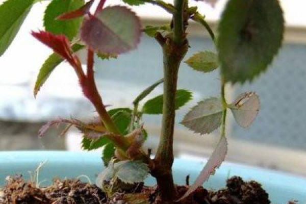 Chinese rose