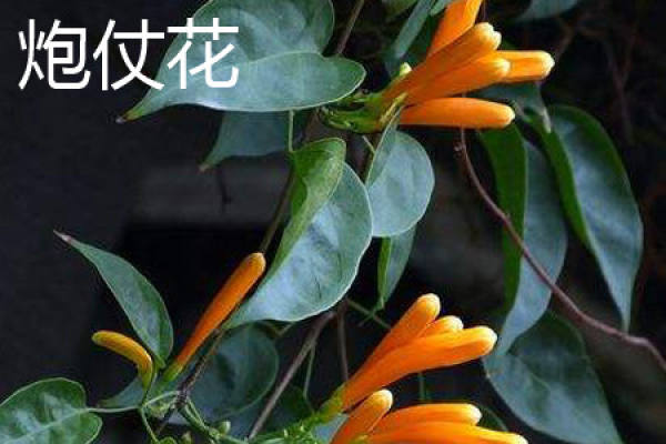 firecracker bamboo