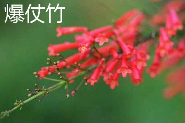 firecracker bamboo