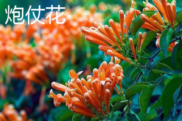 Firecracker Flower