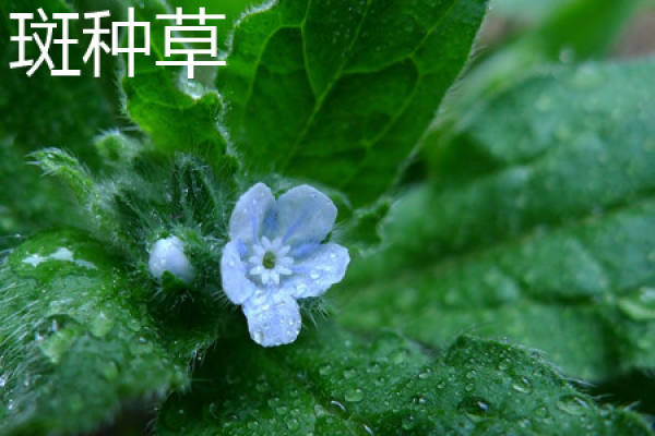 Bothriochloa Bothriochloa