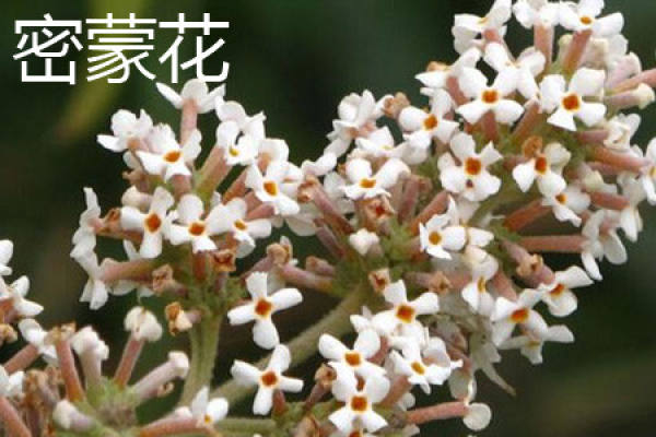 Buddleja officinalis